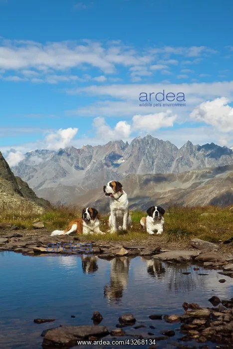: Three St. Bernard dogs of the Fondation Barry at : Three St. Bernard dogs of the Fondation Barry at