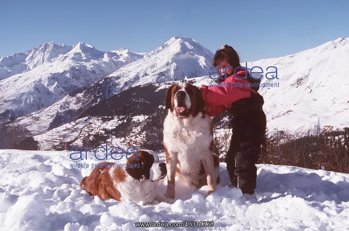 : ST BERNARD DOGS - two in the snow with girl : ST BERNARD DOGS - two in the snow with girl
