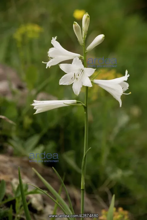 : St. Bernard's lily : St. Bernard's lily