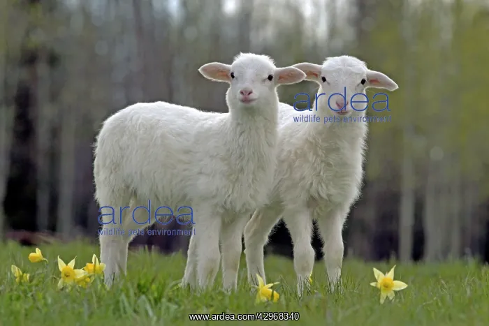 : St. Croix Lambs - two a few months old together : St. Croix Lambs - two a few months old together
