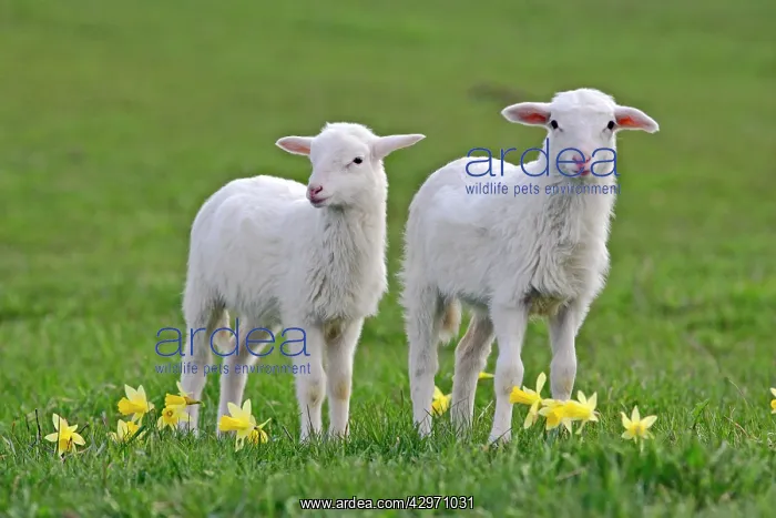 : St. Croix Lambs - a few months old together at : St. Croix Lambs - a few months old together at