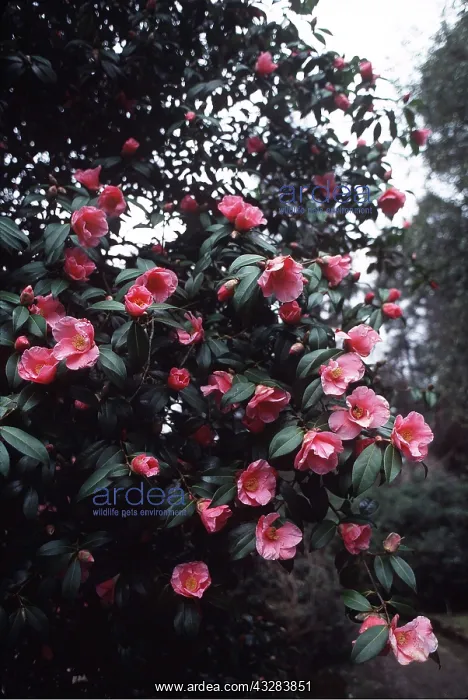 : ST EWE CAMELLIA : ST EWE CAMELLIA