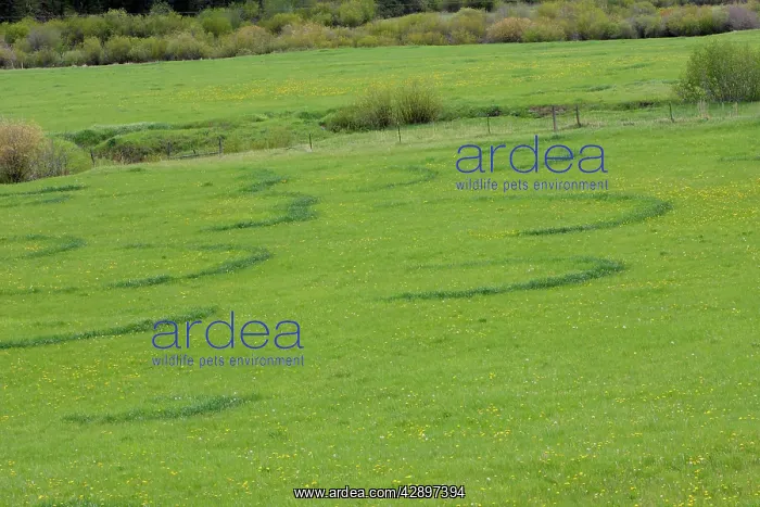 : St George's Mushroom - fairy rings : St George's Mushroom - fairy rings