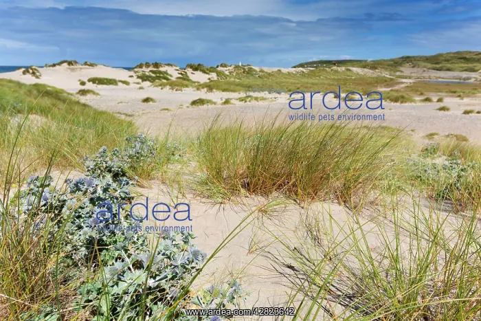 : St Gothian Sands - with Sea Holly in foreground : St Gothian Sands - with Sea Holly in foreground