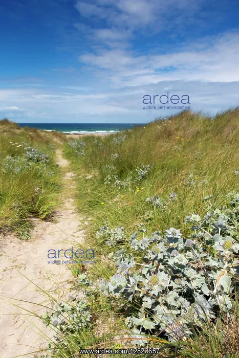 : St Gothian Sands - with Sea Holly in foreground : St Gothian Sands - with Sea Holly in foreground