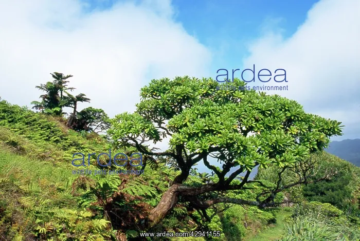 : St Helena - Black Cabbage Tree, endemic : St Helena - Black Cabbage Tree, endemic