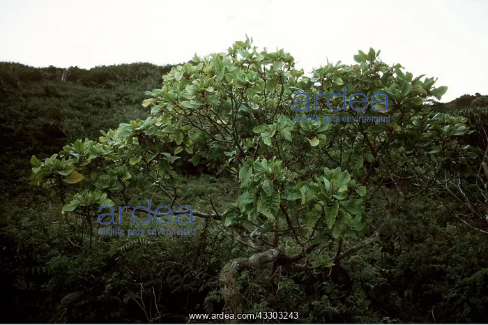 : St. Helena Island - The She Cabbage Tree, endemic : St. Helena Island - The She Cabbage Tree, endemic