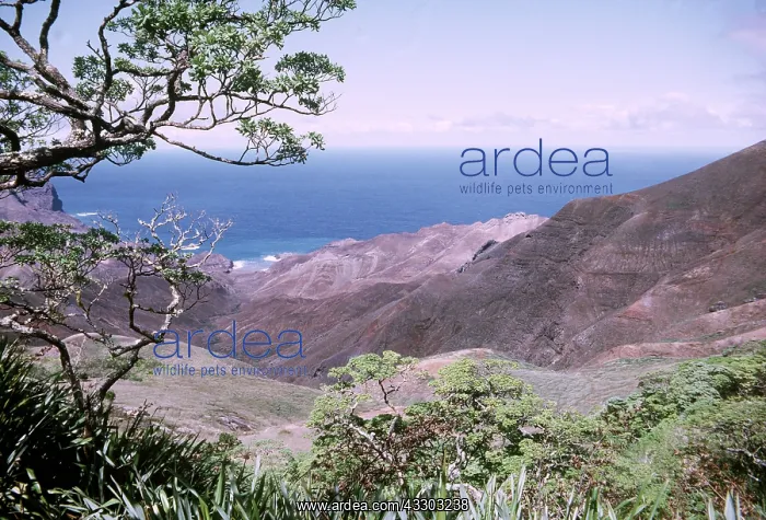 : ST HELENA ISLAND - Gumwood, last vestige of endemic forest : ST HELENA ISLAND - Gumwood, last vestige of endemic forest
