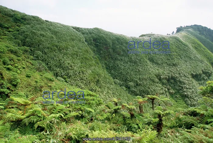 : St Helena - Tree Ferns and invasive New Zealand : St Helena - Tree Ferns and invasive New Zealand