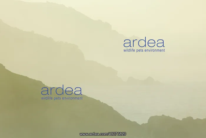 : St Ives Cliffs - coastal seascape in mist : St Ives Cliffs - coastal seascape in mist