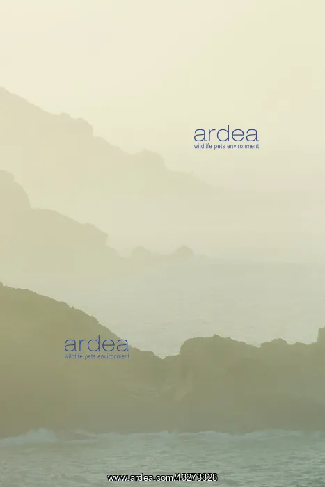 : St Ives Cliffs - coastal seascape in mist : St Ives Cliffs - coastal seascape in mist