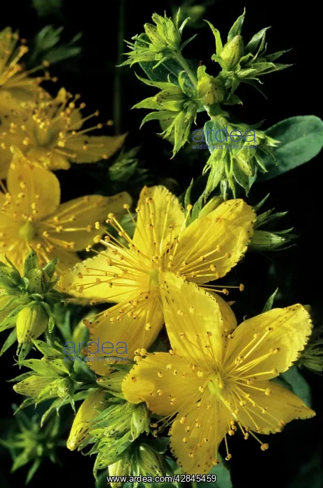 : St-John's wort : St-John's wort