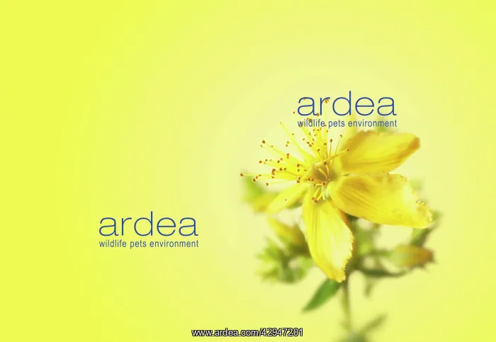 : St John's Wort : St John's Wort