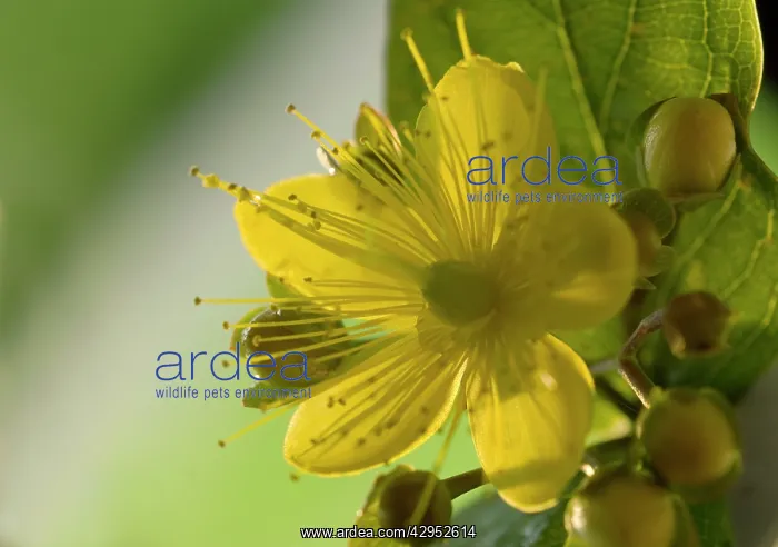 : St John's Wort : St John's Wort