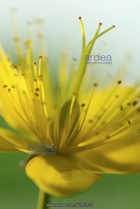  : St John's Wort