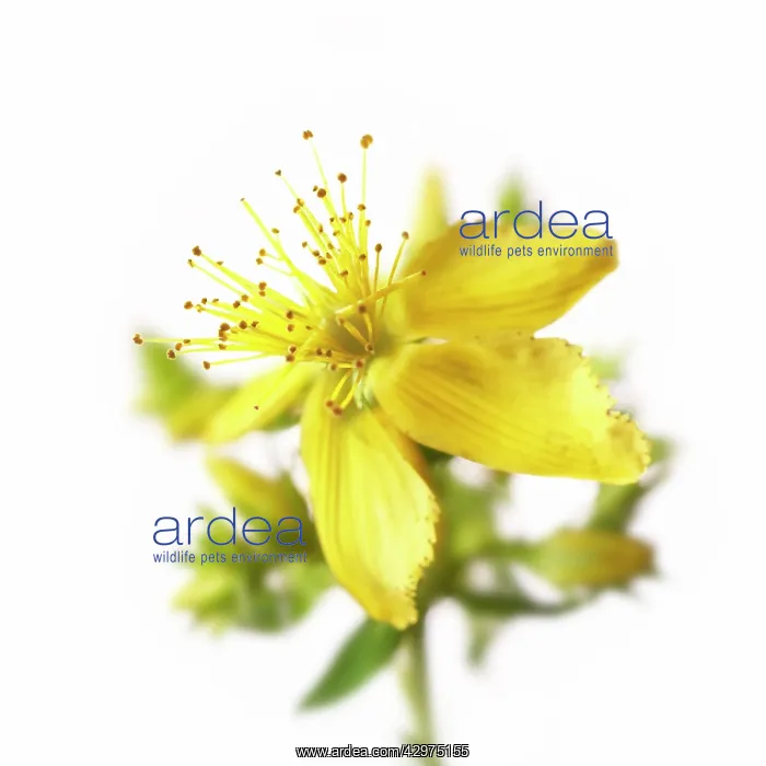 : St John's Wort : St John's Wort