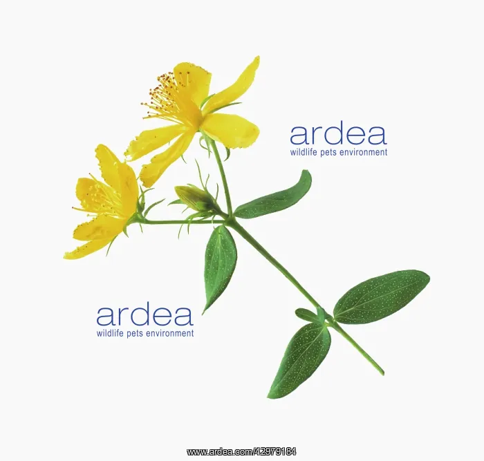 : St John's wort : St John's wort