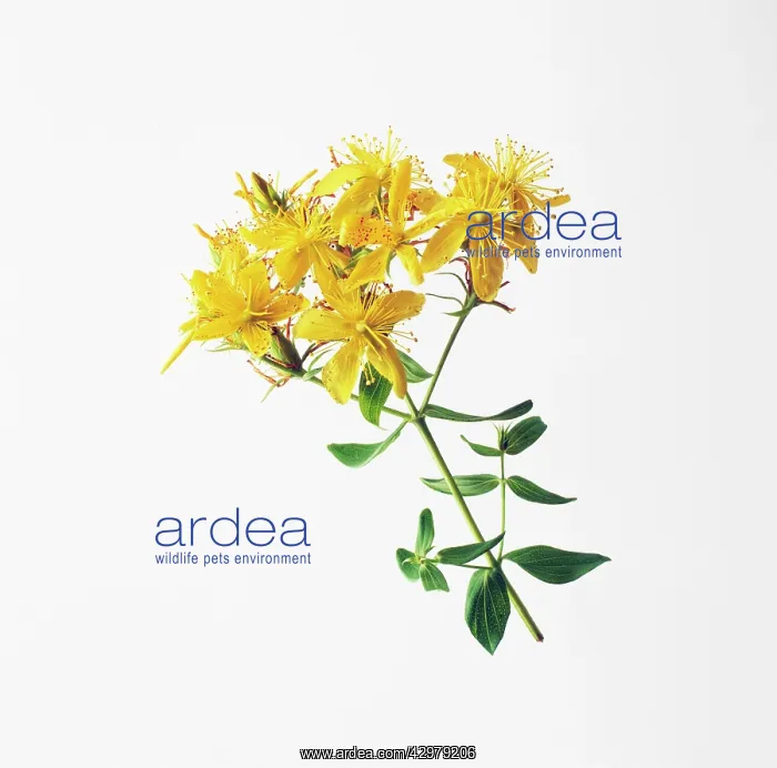 : St John's Wort : St John's Wort