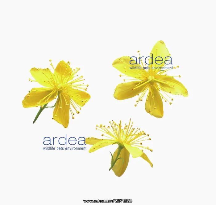 : St John's wort : St John's wort