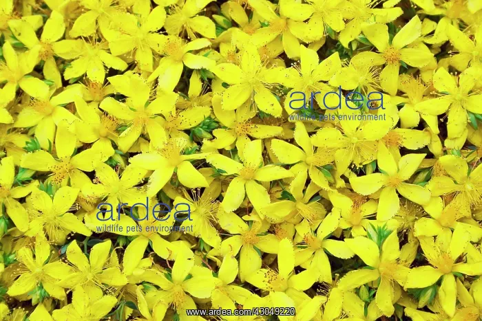 : St John's Wort : St John's Wort