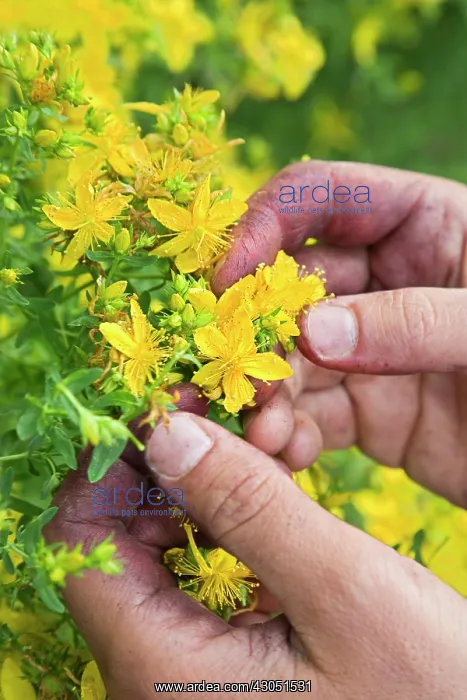 : St John's Wort