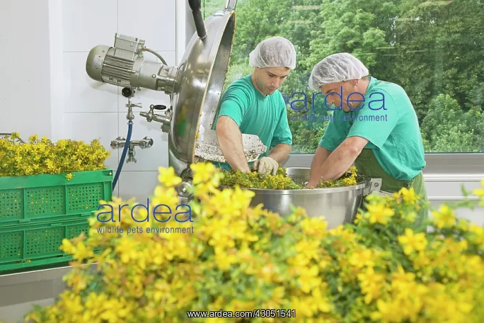 : St John's Wort : St John's Wort