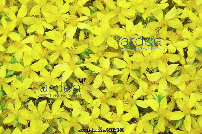 : St John's Wort : St John's Wort