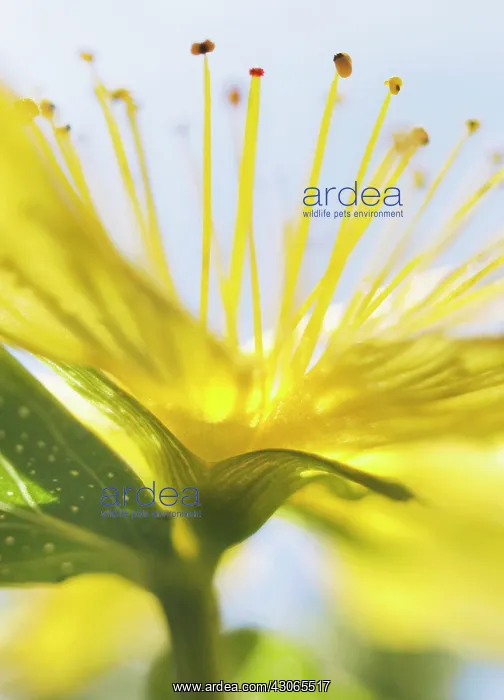 : St John's Wort : St John's Wort