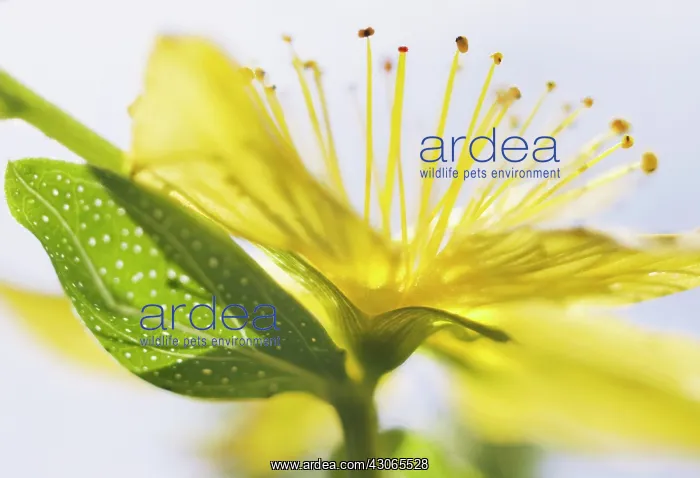  : St John's Wort