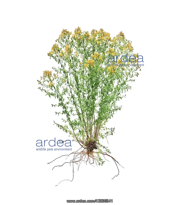 : St John's Wort : St John's Wort