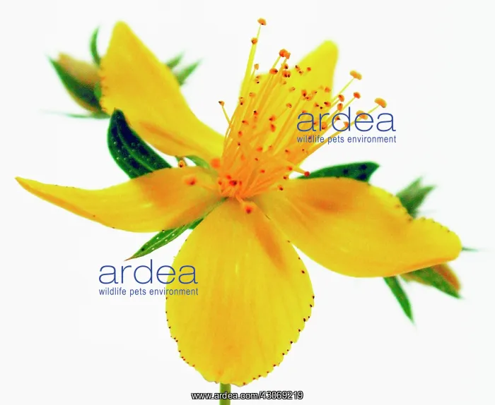 : St John's Wort : St John's Wort