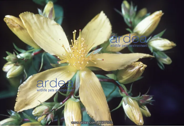 : ST JOHN'S WORT - in flower, close-up : ST JOHN'S WORT - in flower, close-up