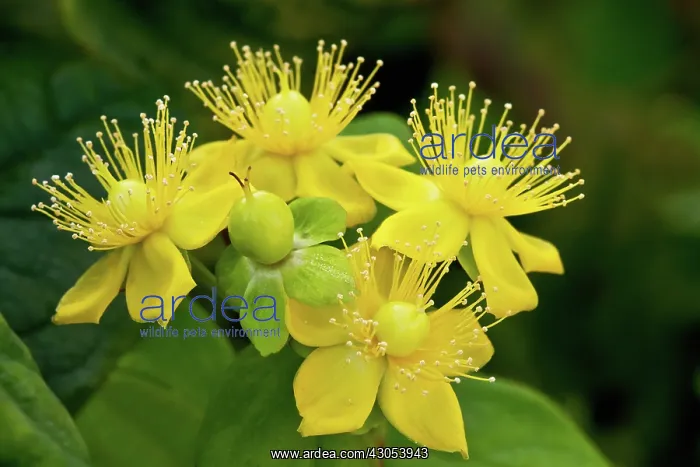 : St John's wort Hidcote : St John's wort Hidcote