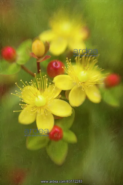 : St John's wort, Hypericum perforatum, flowerhead showing 3 f : St John's wort, Hypericum perforatum, flowerhead showing 3 f