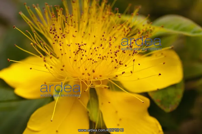 : St Johns Wort, Hypericum perforatum, Close up of : St Johns Wort, Hypericum perforatum, Close up of