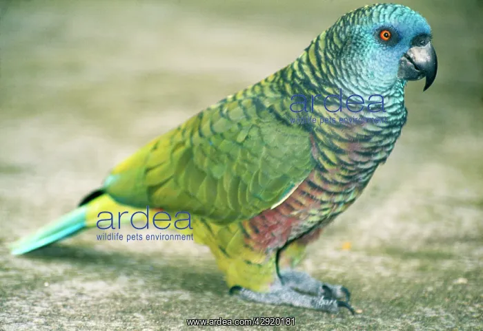 : St. Lucia Amazon Parrot : St. Lucia Amazon Parrot