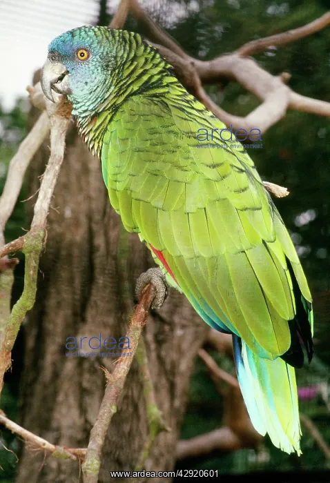 : St Lucia Amazon Parrot : St Lucia Amazon Parrot