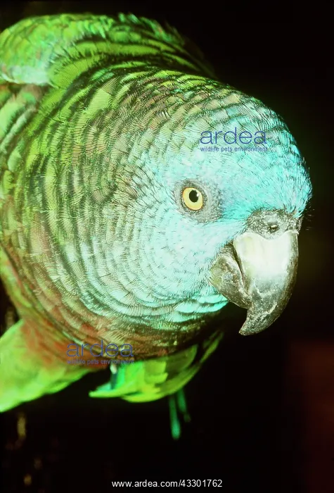 : St Lucia Amazon Parrot - Close-up of head : St Lucia Amazon Parrot - Close-up of head