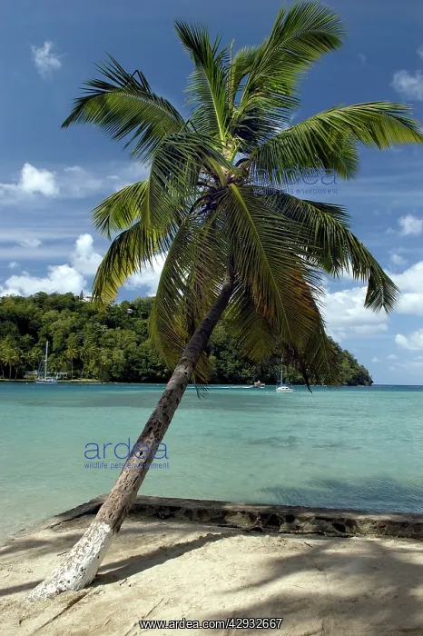 : St. Lucia - Azure setting, beach and palm tree : St. Lucia - Azure setting, beach and palm tree