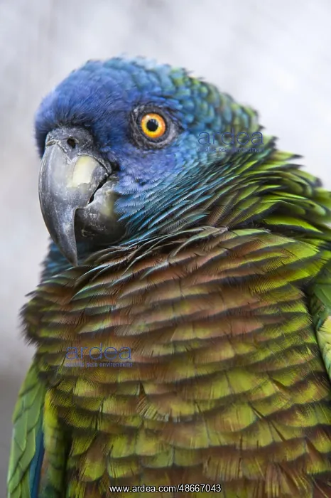: St Lucia Parrot (Amazona versicolor) adult, Wdward Islands : St Lucia Parrot (Amazona versicolor) adult, Wdward Islands