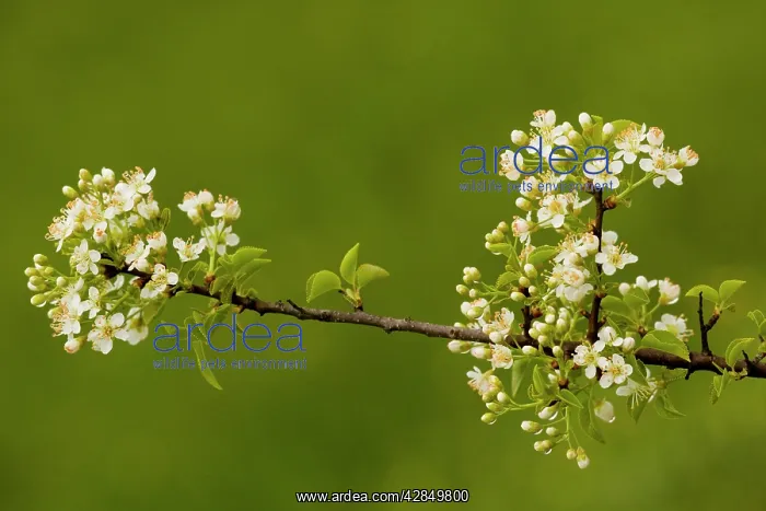 : St Lucie Cherry - in flower : St Lucie Cherry - in flower