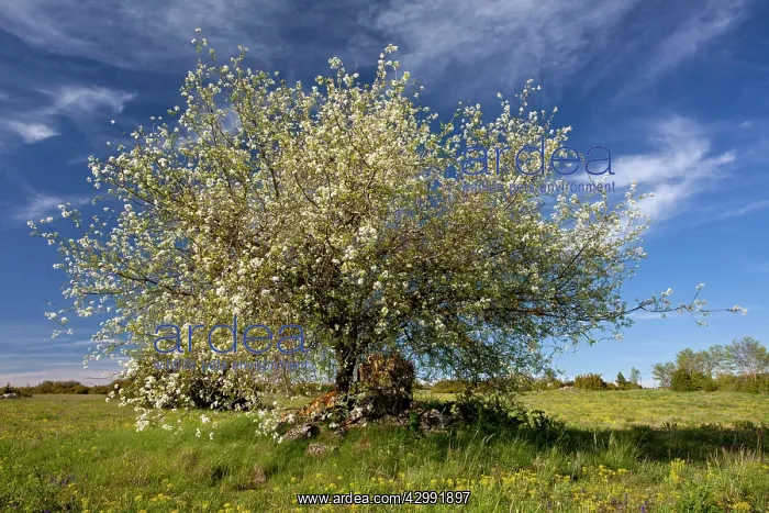 : St Lucie Cherry Tree : St Lucie Cherry Tree