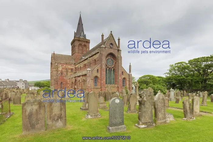 : St.-Magnus Cathedral : St.-Magnus Cathedral
