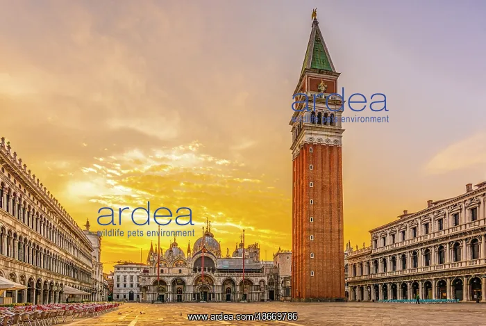 : St. Marks Square, Venice, Italy. Wide angle view at sunrise : St. Marks Square, Venice, Italy. Wide angle view at sunrise