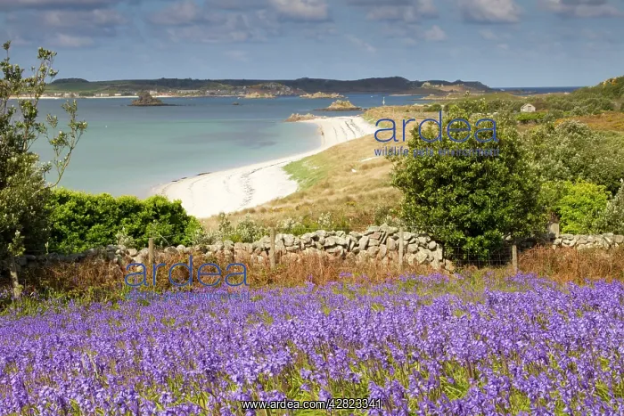 : St Martin's - Lawrence's Bay - view towards Tresco : St Martin's - Lawrence's Bay - view towards Tresco