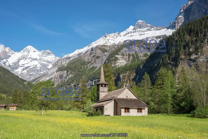 : St. Mary's Church with Blaemlisalp, Kandersteg : St. Mary's Church with Blaemlisalp, Kandersteg