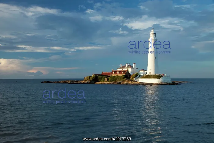 : St Mary's Lighthouse - Whitley Bay : St Mary's Lighthouse - Whitley Bay
