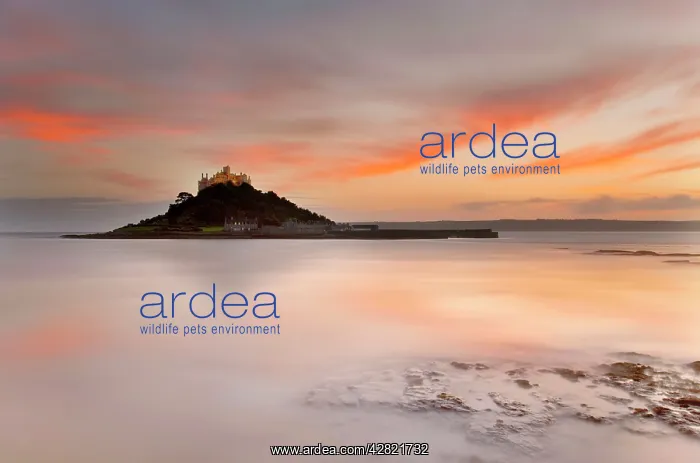  : St Michael's Mount - from the beach at Marazion - at sunset