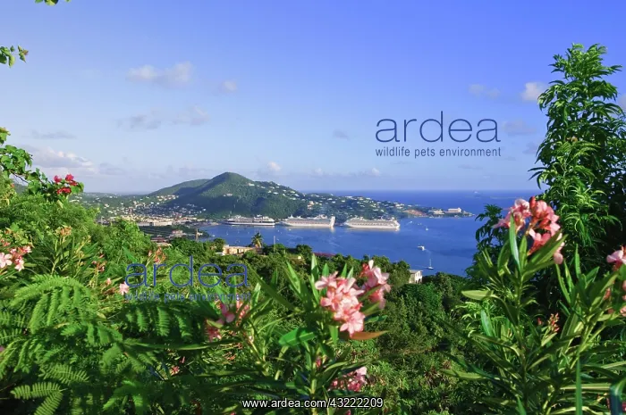 : St. Thomas, US Virgin Islands. Charlotte : St. Thomas, US Virgin Islands. Charlotte