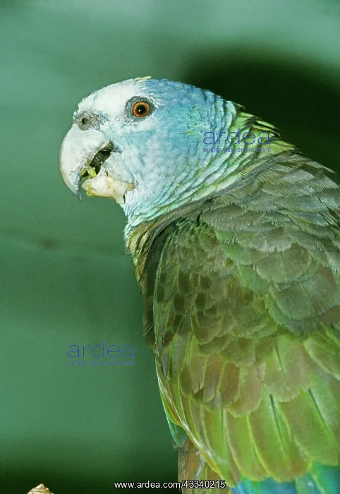 : St Vincent Amazon PARROT : St Vincent Amazon PARROT